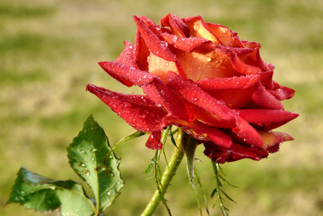 Обои картинки фото цветы, розы, королева