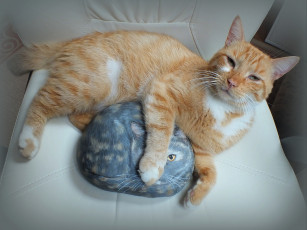 Картинка животные коты киса кот взгляд камень рисунок