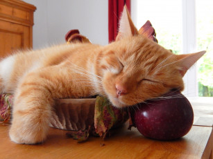Картинка животные коты кот кошка лапки шерсть спит рыжий ябоко