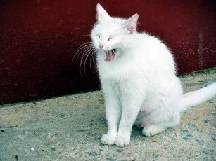 Картинка животные коты зевок