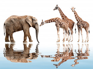 Картинка животные разные+вместе фотошоп слон жирафы белый фон отражение рябь вода