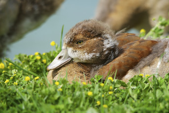 Картинка животные утки утёнок луг трава цветы солнечно