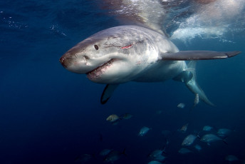 Картинка shark животные акулы рыбы море хищник акула