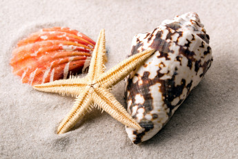 Картинка разное ракушки +кораллы +декоративные+и+spa-камни песок морская звезда раковина