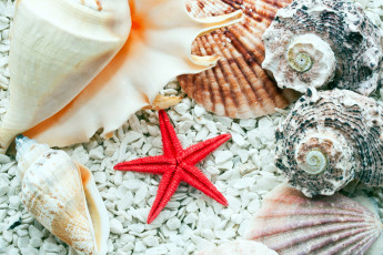 обоя разное, ракушки,  кораллы,  декоративные и spa-камни, морская, звезда, раковины