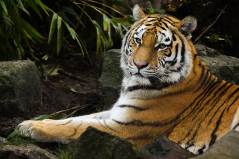 Картинка siberian+tiger животные тигры тигр