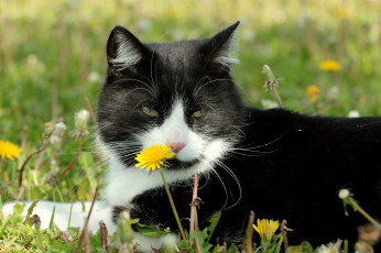 Картинка животные коты киса коте взгляд усы ушки весна луг одуванчик трава