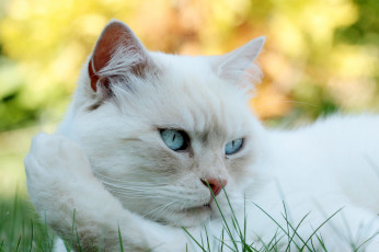 Картинка животные коты киса коте взгляд усы ушки