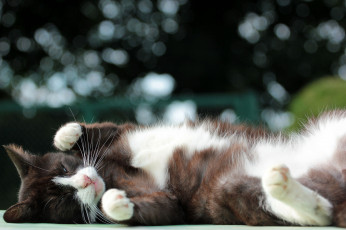 Картинка животные коты лапка спит ушки усы коте киса