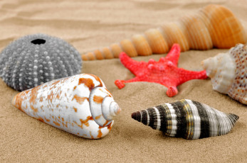 обоя разное, ракушки,  кораллы,  декоративные и spa-камни, море, раковины, песок