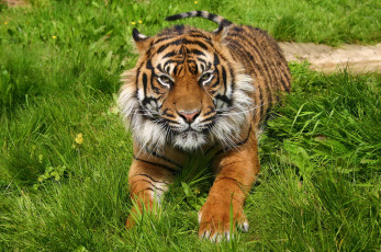 Картинка животные тигры тигр морда лапы отдых хищник трава