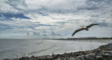 Картинка животные пеликаны море птицы берег небо облака