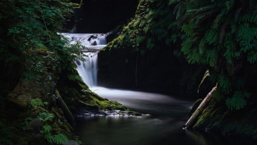 Картинка природа водопады мох поток лес