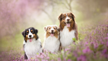 Картинка животные собаки друзья лето