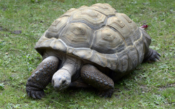 Картинка животные Черепахи черепаха