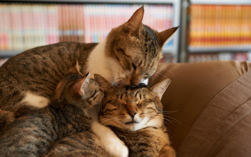 Картинка животные коты кошка дом уют