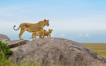 Картинка животные львы сафари камень львята львица