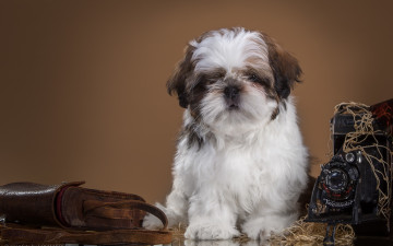 Картинка животные собаки ши-тцу ретро фотоаппарат щенок