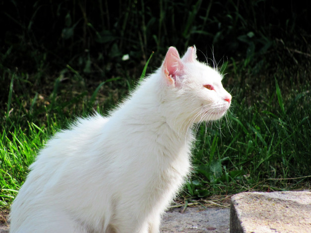 Обои картинки фото животные, коты, белый