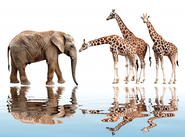 Обои картинки фото животные, разные вместе, фотошоп, слон, жирафы, белый, фон, отражение, рябь, вода