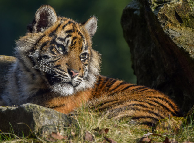 Обои картинки фото sumatran tigress, животные, тигры, тигренок