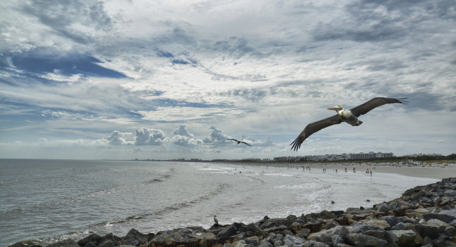 Обои картинки фото животные, пеликаны, море, птицы, берег, небо, облака