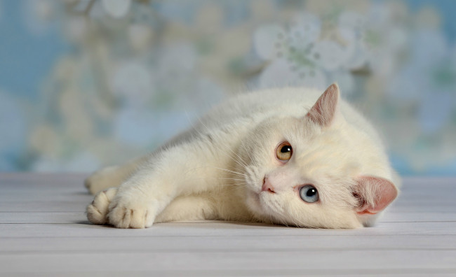 Обои картинки фото животные, коты, кот, белый, глаза, отдых, лень
