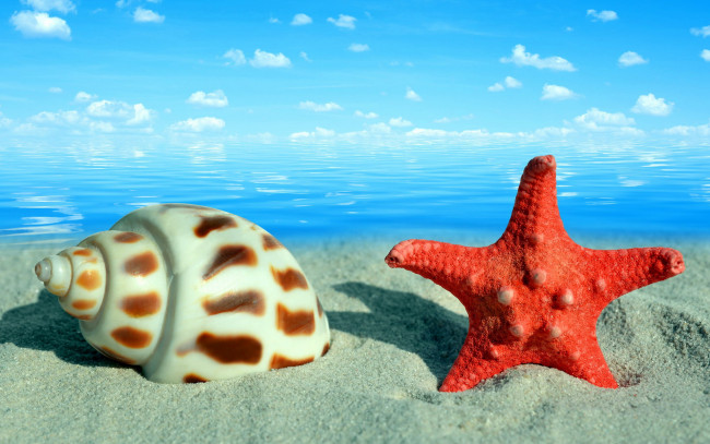 Обои картинки фото разное, ракушки,  кораллы,  декоративные и spa-камни, звезда, раковина, морская