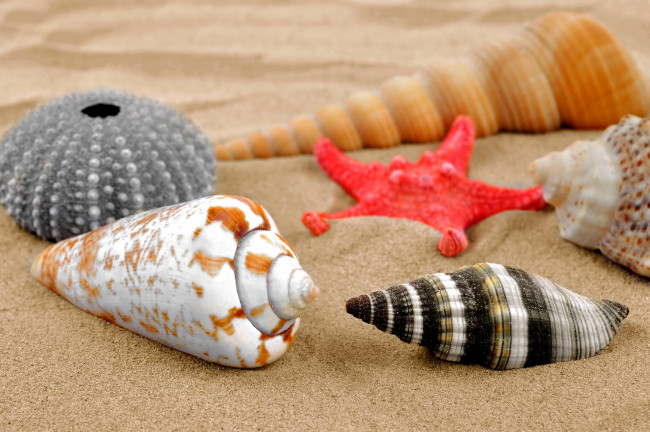 Обои картинки фото разное, ракушки,  кораллы,  декоративные и spa-камни, море, раковины, песок