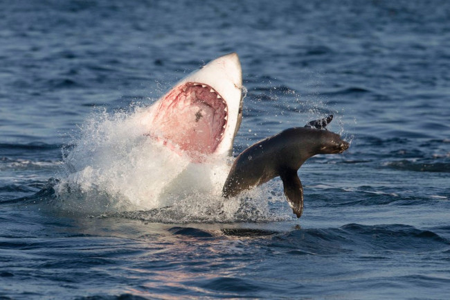 Обои картинки фото shark, животные, разные вместе, котик, рыбы, море, хищник, акула, охота