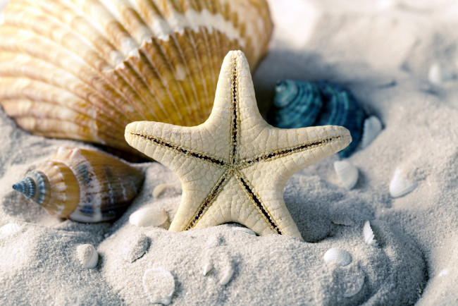 Обои картинки фото разное, ракушки,  кораллы,  декоративные и spa-камни, морская, звезда, песок