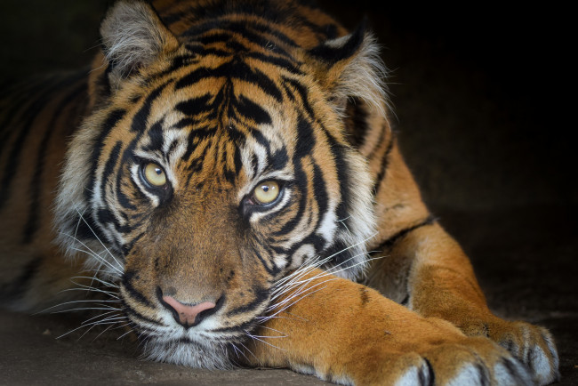 Обои картинки фото sumatran tigress, животные, тигры, тигр