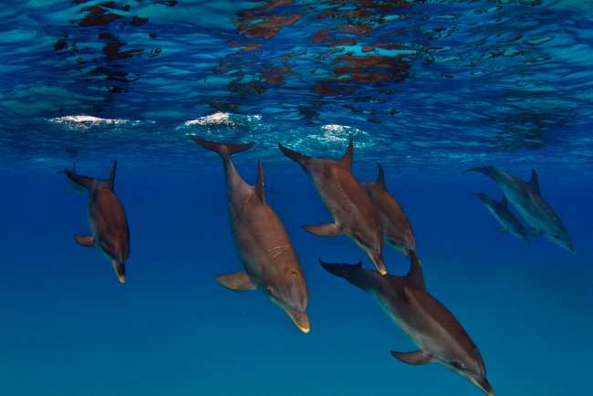 Обои картинки фото животные, дельфины, млекопитающие, подводный, мир