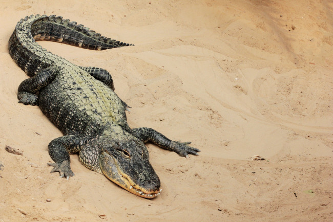 Обои картинки фото животные, крокодилы, песок, крокодил, отдых