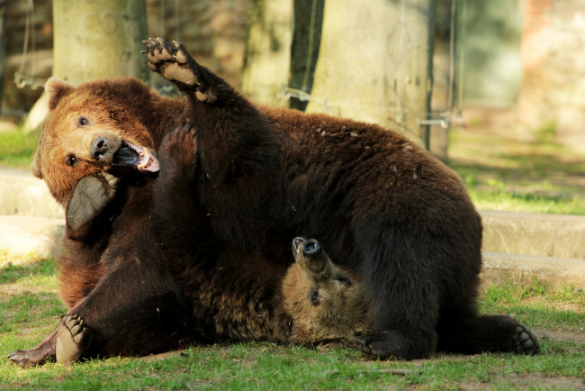 Обои картинки фото животные, медведи, играют