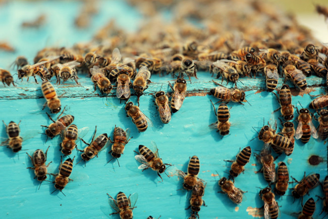 Обои картинки фото животные, пчелы,  осы,  шмели, макро, пчёлы, улей