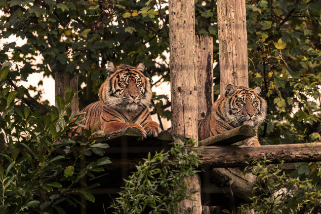 Обои картинки фото животные, тигры, полосатые
