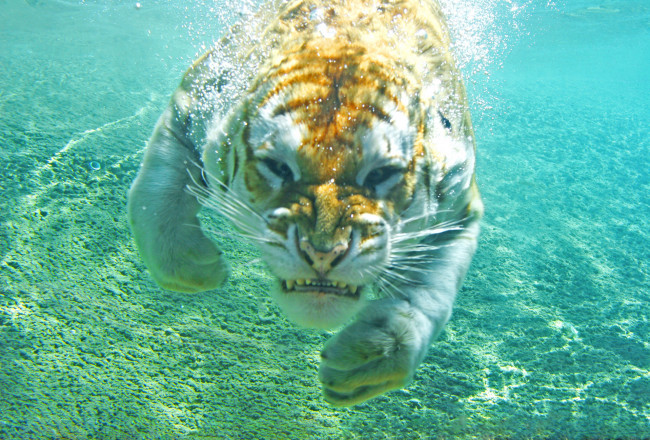 Обои картинки фото животные, тигры, животное, хищник, ныряет, купание, тигр
