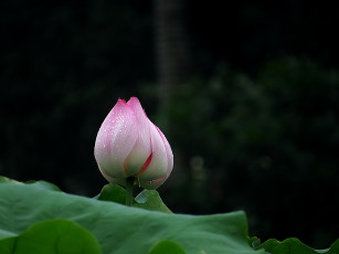 Картинка цветы лотосы фон лепестки цветок