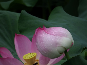 Картинка цветы лотосы лепестки цветок фон