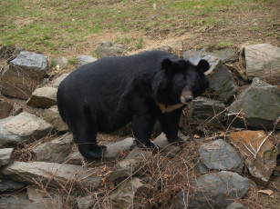 Картинка гималайский+медведь животные медведи гималайский медведь