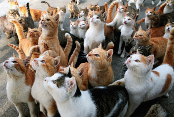 Картинка животные коты кошки