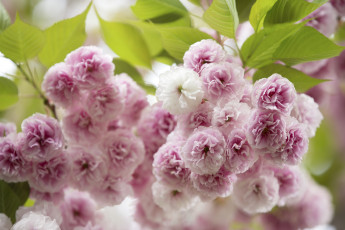 Картинка цветы сакура +вишня вишня розовый макро