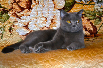 Картинка клеопатра животные коты киса