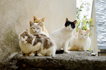 Картинка животные коты лето взгляд группа
