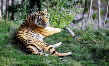 Картинка животные тигры рыжий тигр обрыв трава хищник