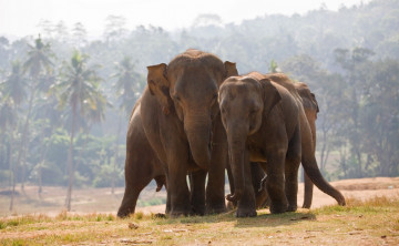 Картинка животные слоны пальмы джунгли туман