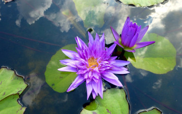 Картинка цветы лилии+водяные +нимфеи +кувшинки отражение водоем