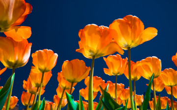 Картинка цветы тюльпаны поле небо желтые