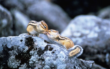 Картинка животные бурундуки пара поцелуй камни